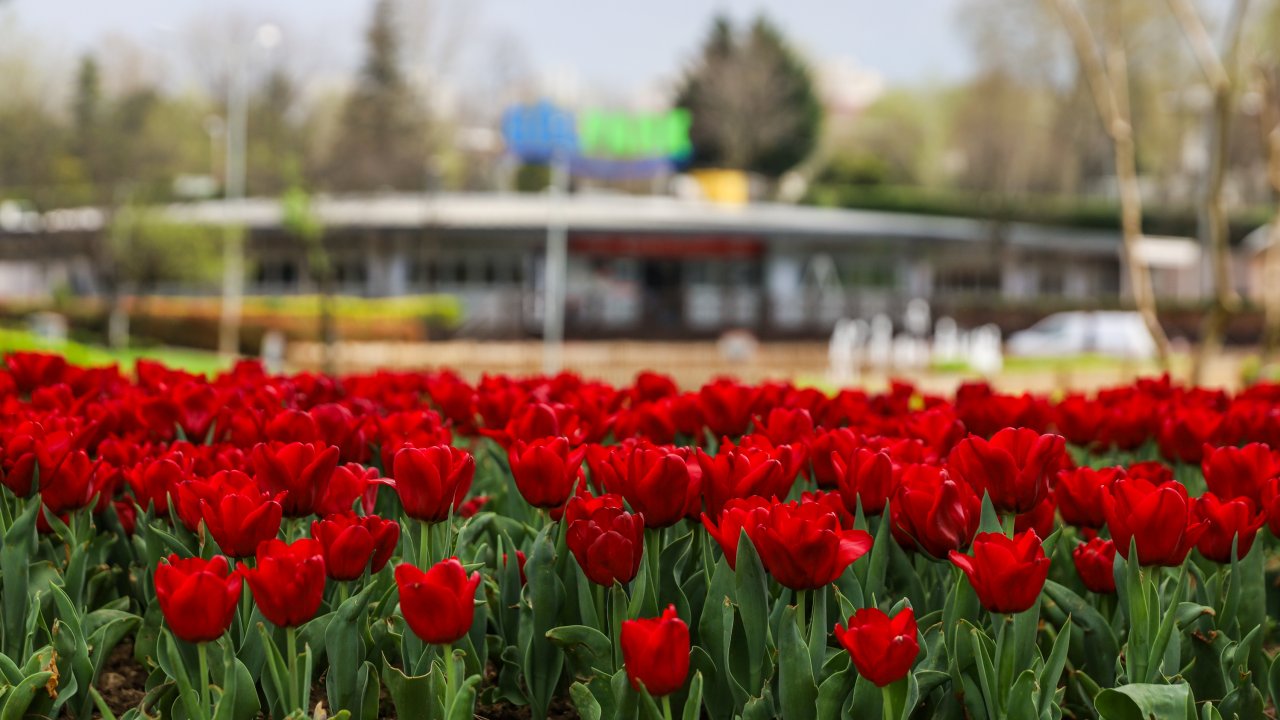 Büyükşehir, parkları lale ve çiçeklerle renklendirdi