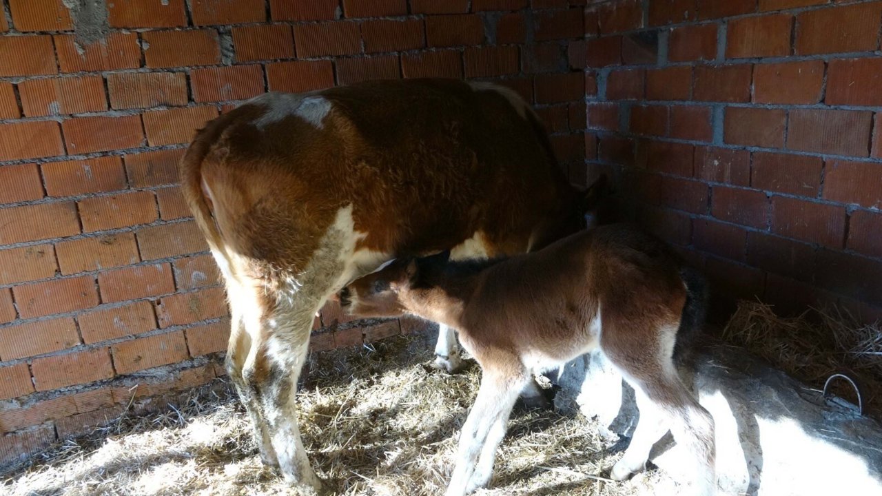 İnek, annesi ölen tayı emziriyor