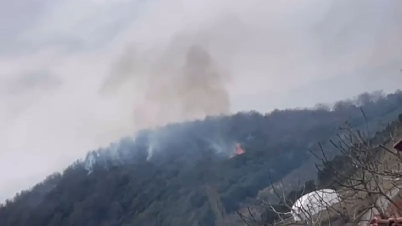 Yalova'da orman yangını, yarım saate söndürüldü
