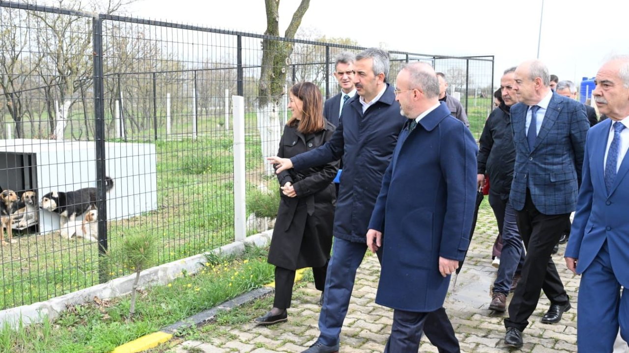Edirne’de sokak hayvanları için 72 dönümlük ‘doğal yaşam alanı’ oluşturuluyor