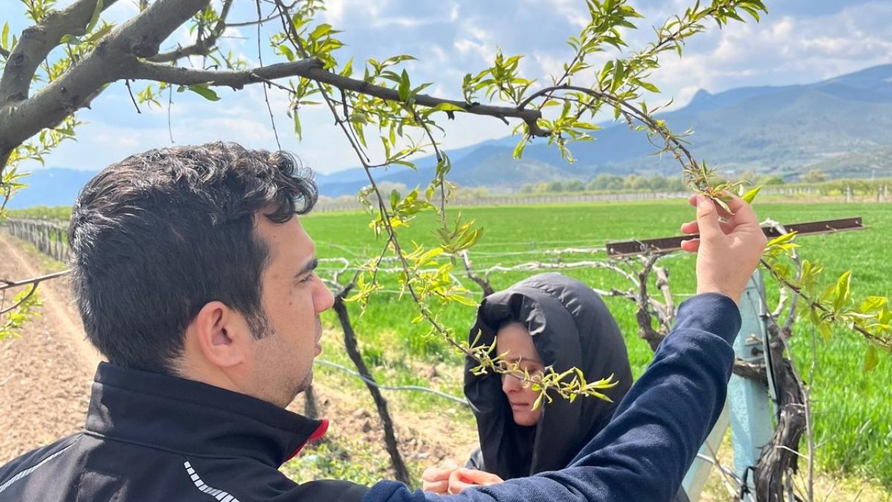 Kar yağışı fındıkta rekolte endişesine neden oldu, zirai don meyve bahçelerini vurdu