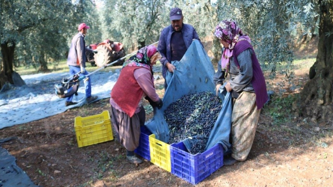 Marmarabirlik, son dilim ödemesini cuma günü yapacak