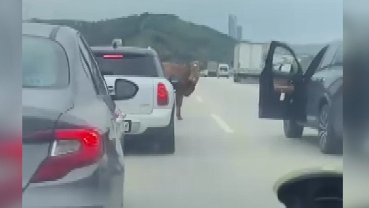 Otobana çıkan boğa, sürücülere zor anlar yaşattı