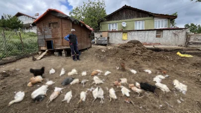 Başıboş köpekler, bahçedeki tavuk ve ördekleri öldürdü