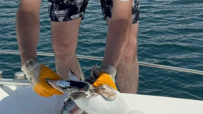 Çanakkale'de denetimler sırasında oltaya takılan martı kurtarıldı