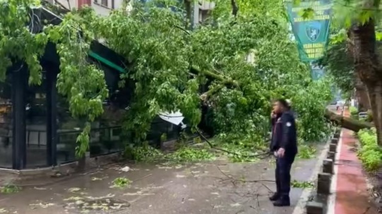 Çınar ağacı kafenin üzerine devrildi