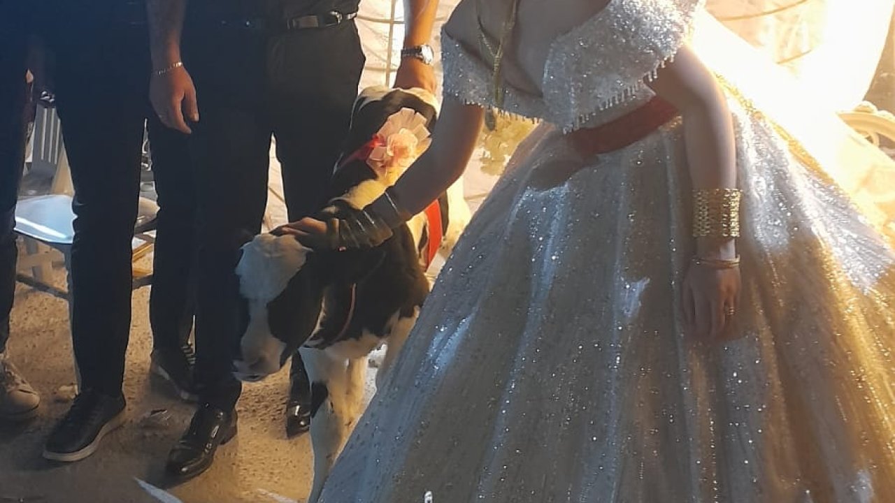 Düğünde gelin ve damada takı yerine at ve buzağı hediye edildi