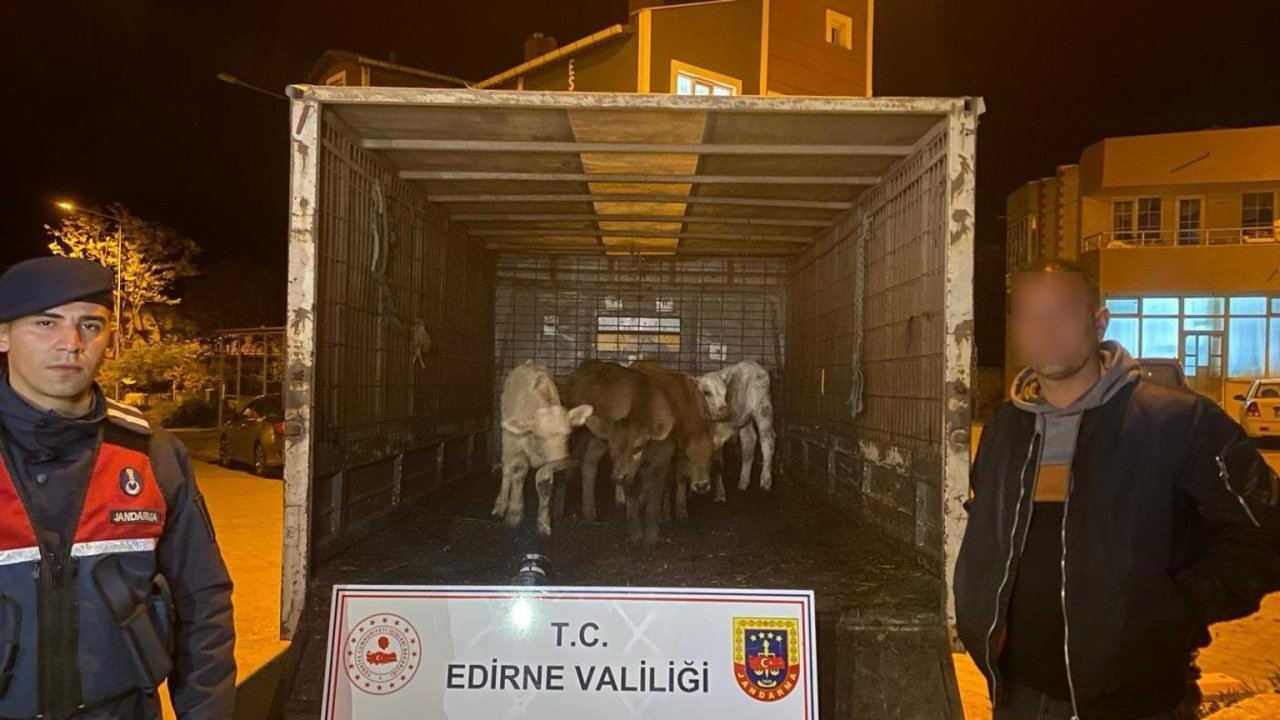 Edirne'de çalınan 6 koyunu jandarma dron yardımıyla buldu; 2 gözaltı