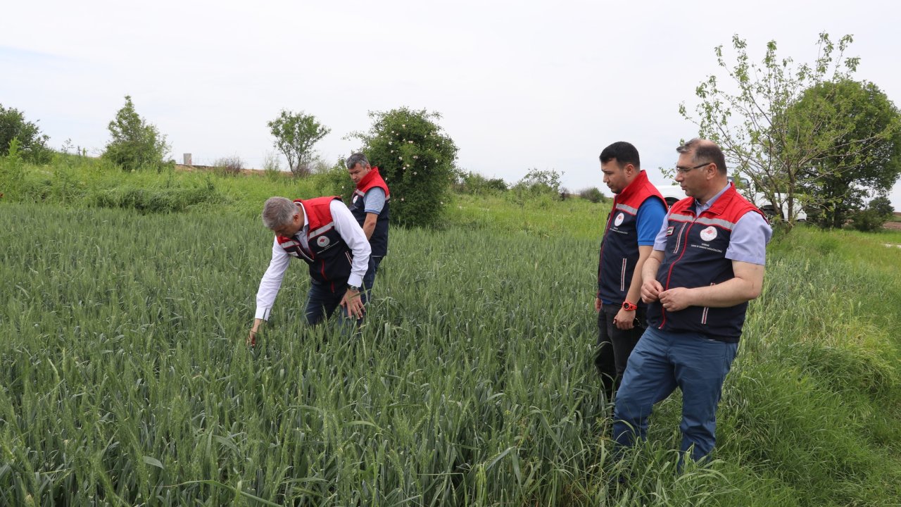 Edirne’de doludan zarar gören tarlalarda hasar tespiti yapıldı