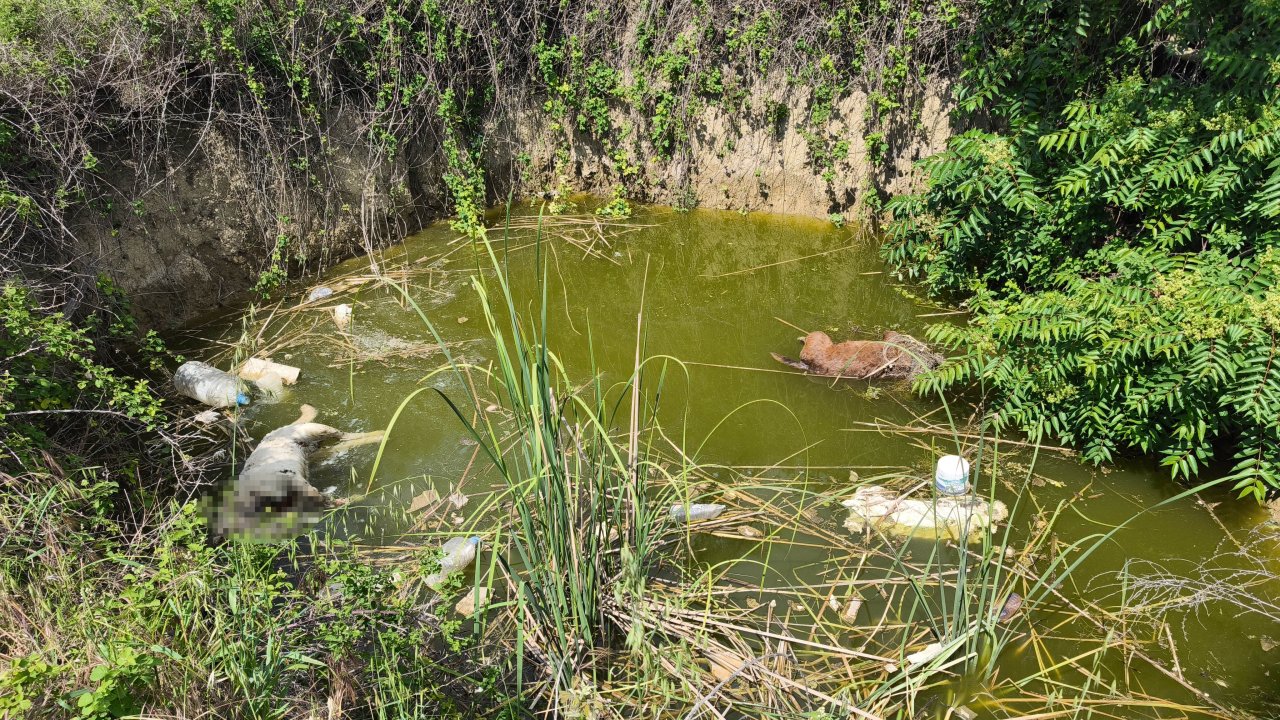 Edirne’de su dolu çukurda başsız 3 ölü köpek bulundu