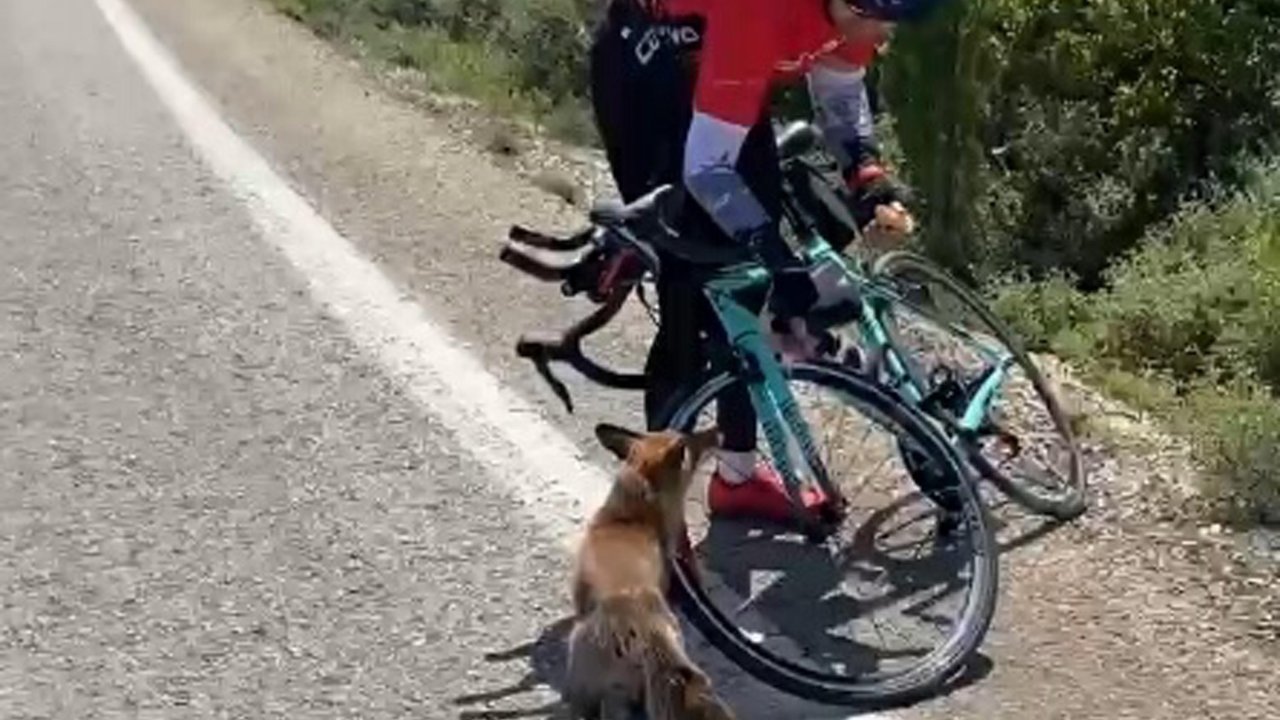 Gelibolu Yarımadası'nda aç tilkiyi eliyle besledi