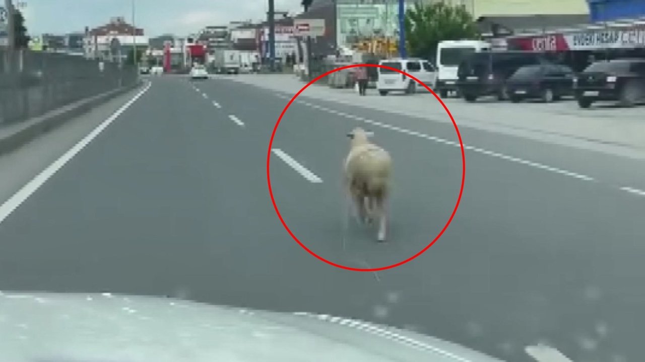 Kaçan kurbanlık koyun kara yoluna çıktı
