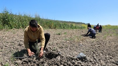 Nilüfer Belediyesi Konaklı’ya 800 zeytin fidanı dikti