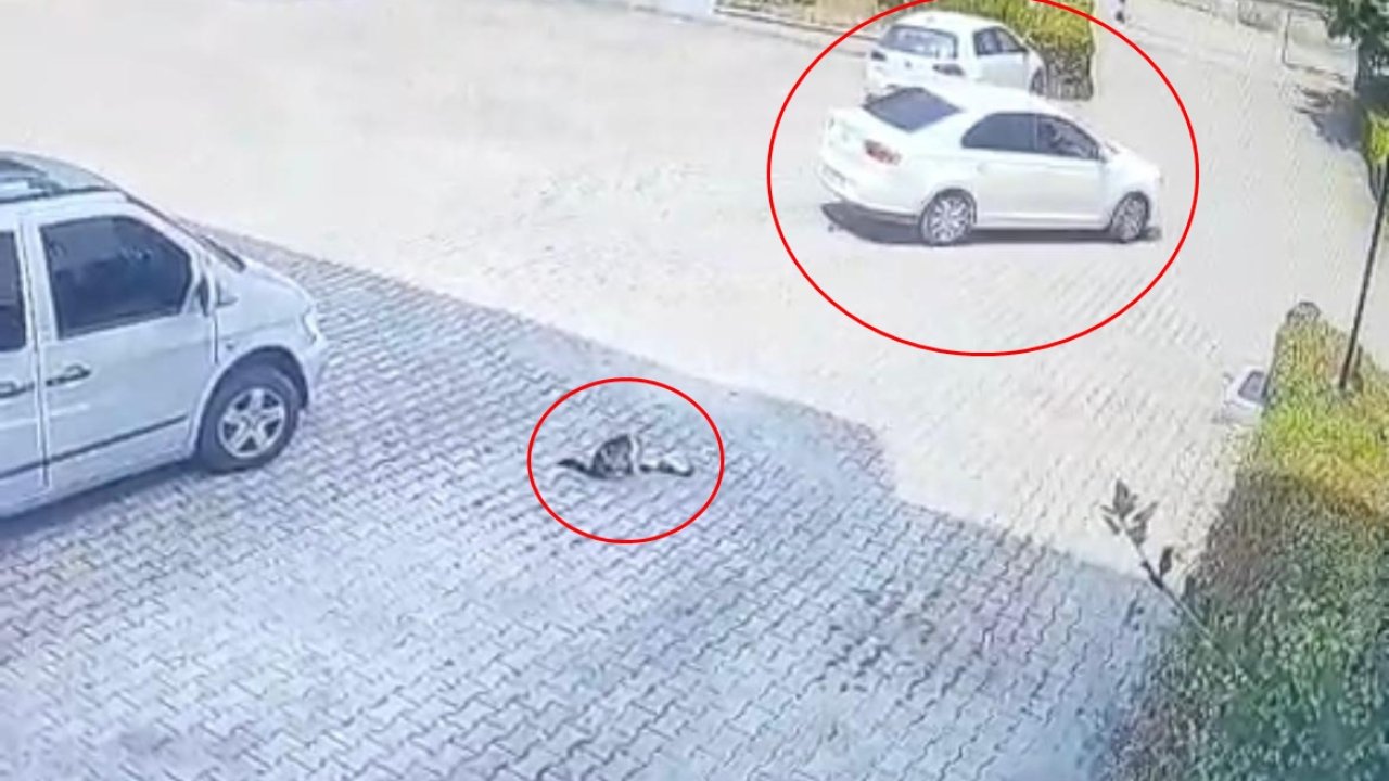 Otomobilin altında kalan yavru kedi öldü, annesi başından ayrılmadı