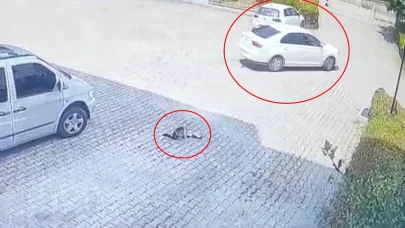 Otomobilin altında kalan yavru kedi öldü, annesi başından ayrılmadı