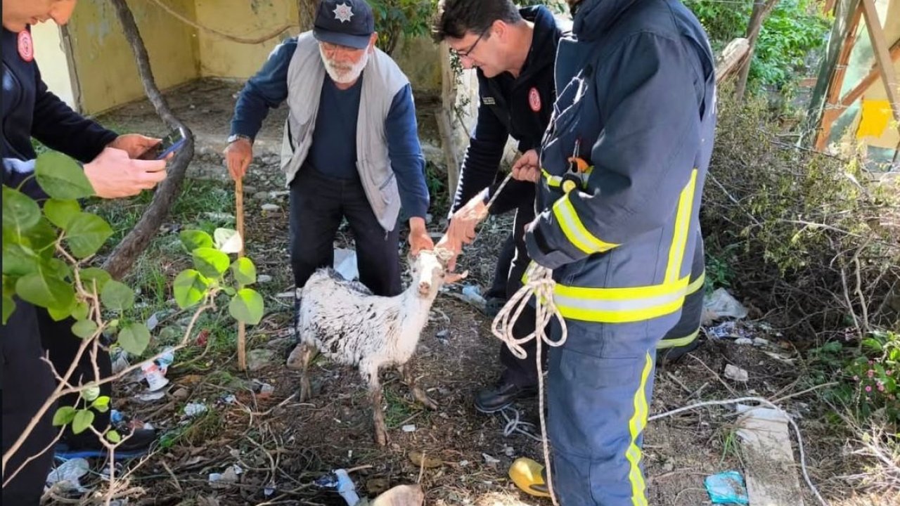 Yalova’da itfaiye ekiplerinin keçi kurtarma operasyonu kamerada