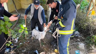 Yalova’da itfaiye ekiplerinin keçi kurtarma operasyonu kamerada