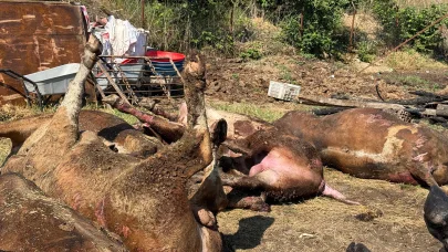 Besi çiftliğinde çıkan yangında 16 büyükbaş öldü