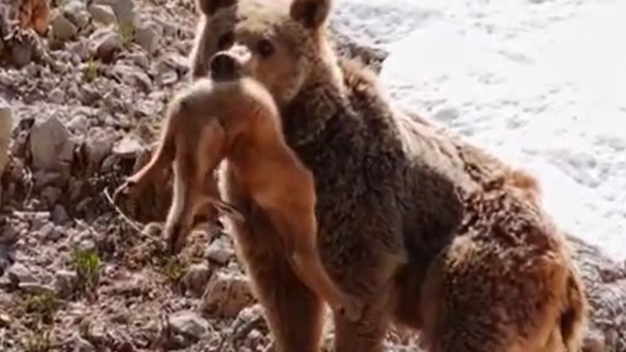 Bozayı yavru dağ keçisini avladı; o anları Bursalı fotoğrafçı görüntüledi