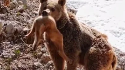Bozayı yavru dağ keçisini avladı; o anları Bursalı fotoğrafçı görüntüledi
