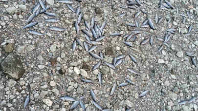 Çanakkale’de çay kısmen kurudu; toplu balık ölümleri yaşandı