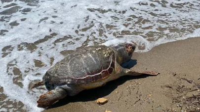 Çanakkale’de deniz kaplumbağası ölüsü sahile vurdu