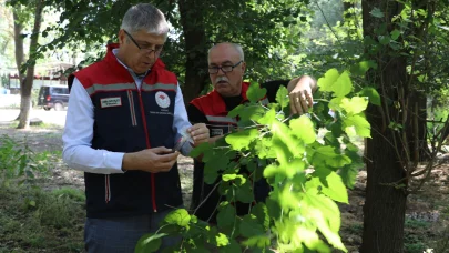 Edirne'de 'kahverengi kokarca'ya karşı 2 bin adet samuray arısı doğaya salındı