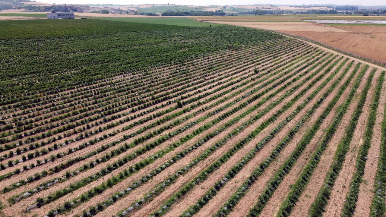 Edirne'de yaban mersini hasadı, don nedeniyle verim kaybıyla başladı