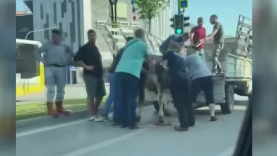 Kaçan kurbanlık boğalardan biri dere yatağında, diğeri trafikte yakalandı