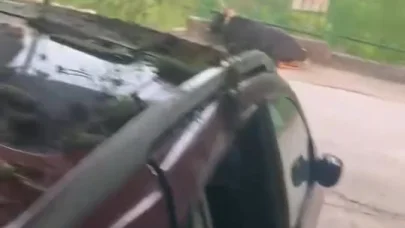 Kurbanlık boğa çıktığı garaj çatısı çökünce otomobilin üzerine düştü