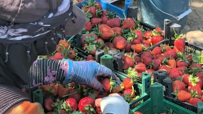 Kurşunlu Çileği'nde rekoltede hedef; 10 bin ton