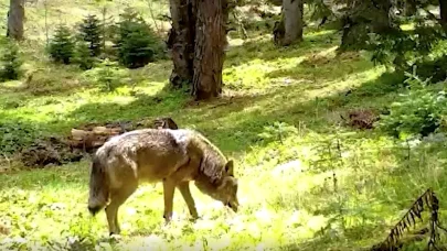 Nesli tehlike altındaki Bozkurt, Bursa’da fotokapana yakalandı