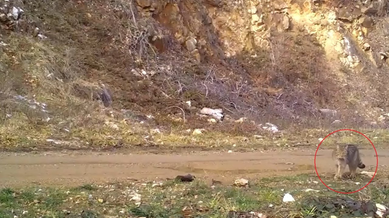 Nesli tehlike altındaki yaban kedisi fotokapana yakalandı