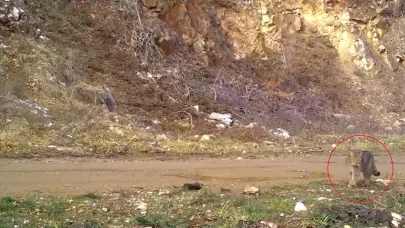 Nesli tehlike altındaki yaban kedisi fotokapana yakalandı