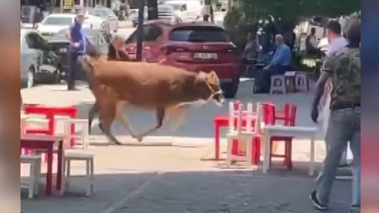 Sahibinin elinden kaçan kurbanlık, mahalleliyi peşinden koşturdu