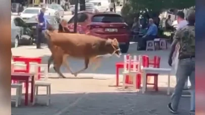 Sahibinin elinden kaçan kurbanlık, mahalleliyi peşinden koşturdu