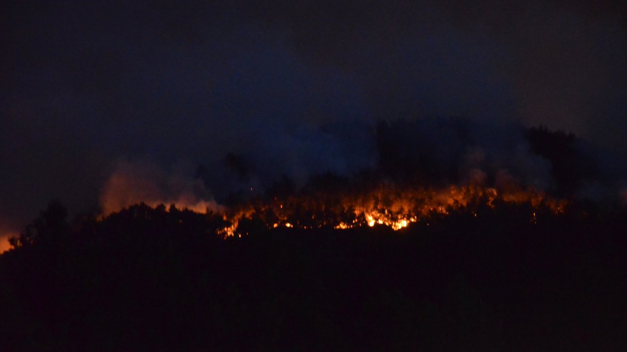 Sakarya’da orman yangını