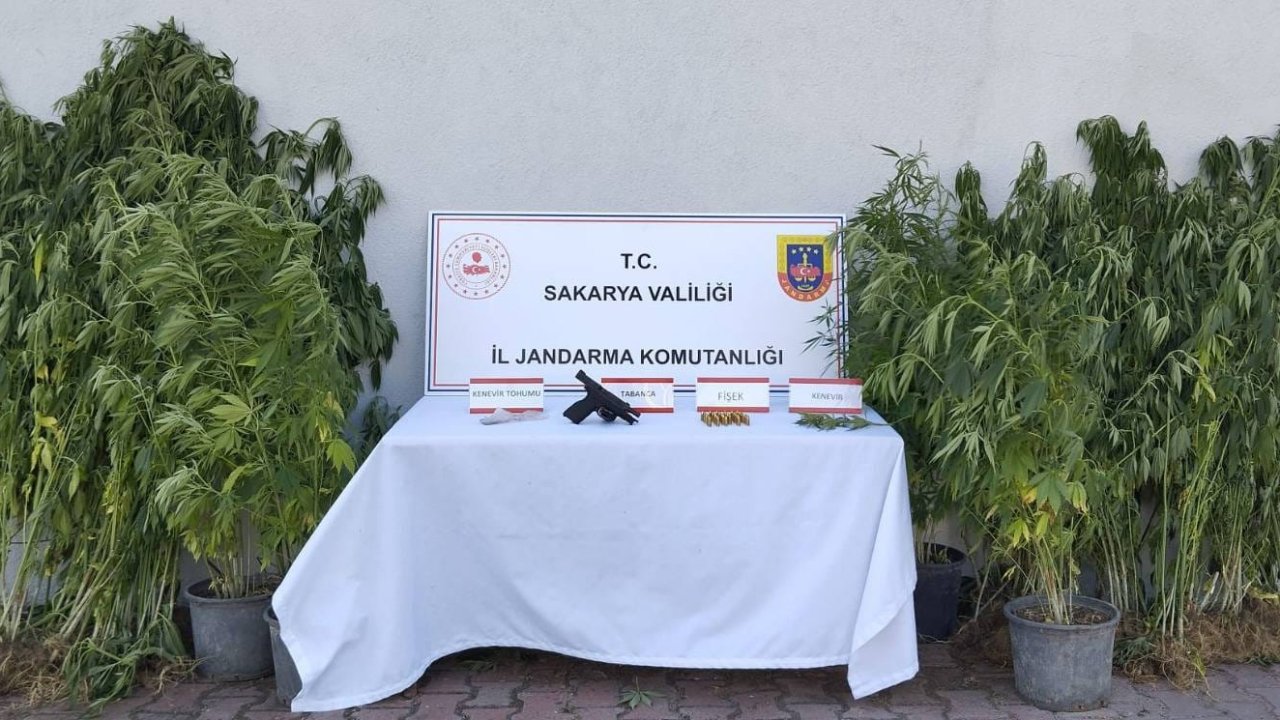 Saksıda kenevir yetiştiren kişi tutuklandı