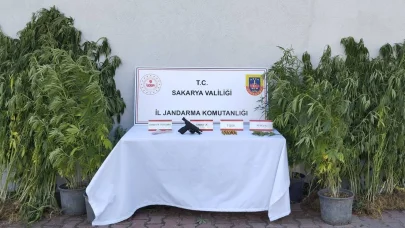 Saksıda kenevir yetiştiren kişi tutuklandı