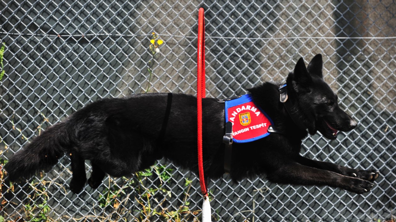Yangın tespit köpeği 'Bronz', şüpheli yangınların aydınlatılmasına katkı sağlıyor