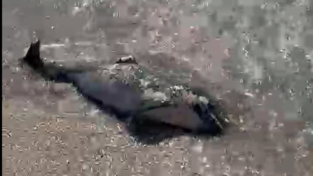 Tekirdağ'da kıyıya ölü yunus vurdu