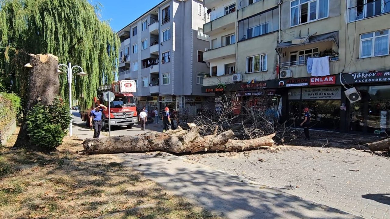 Asırlık çınar ağacı apartmanın üzerine devrildi