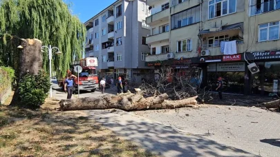 Asırlık çınar ağacı apartmanın üzerine devrildi