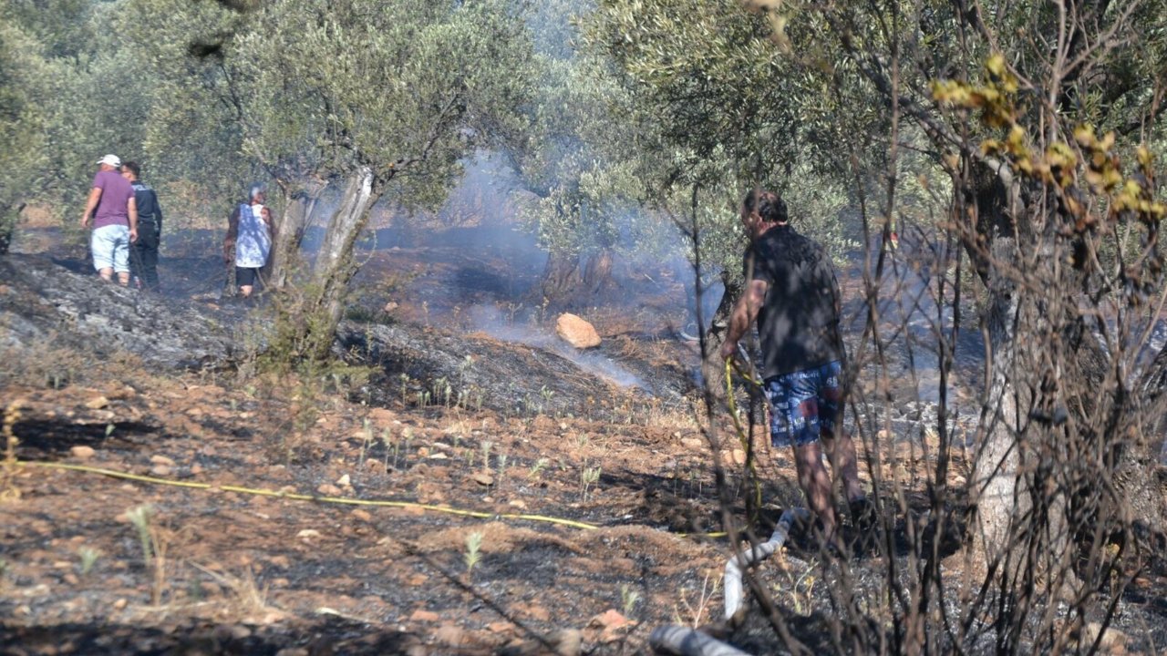 Ayvalık'ta yerleşim yeri yakınında zeytinlik yangını