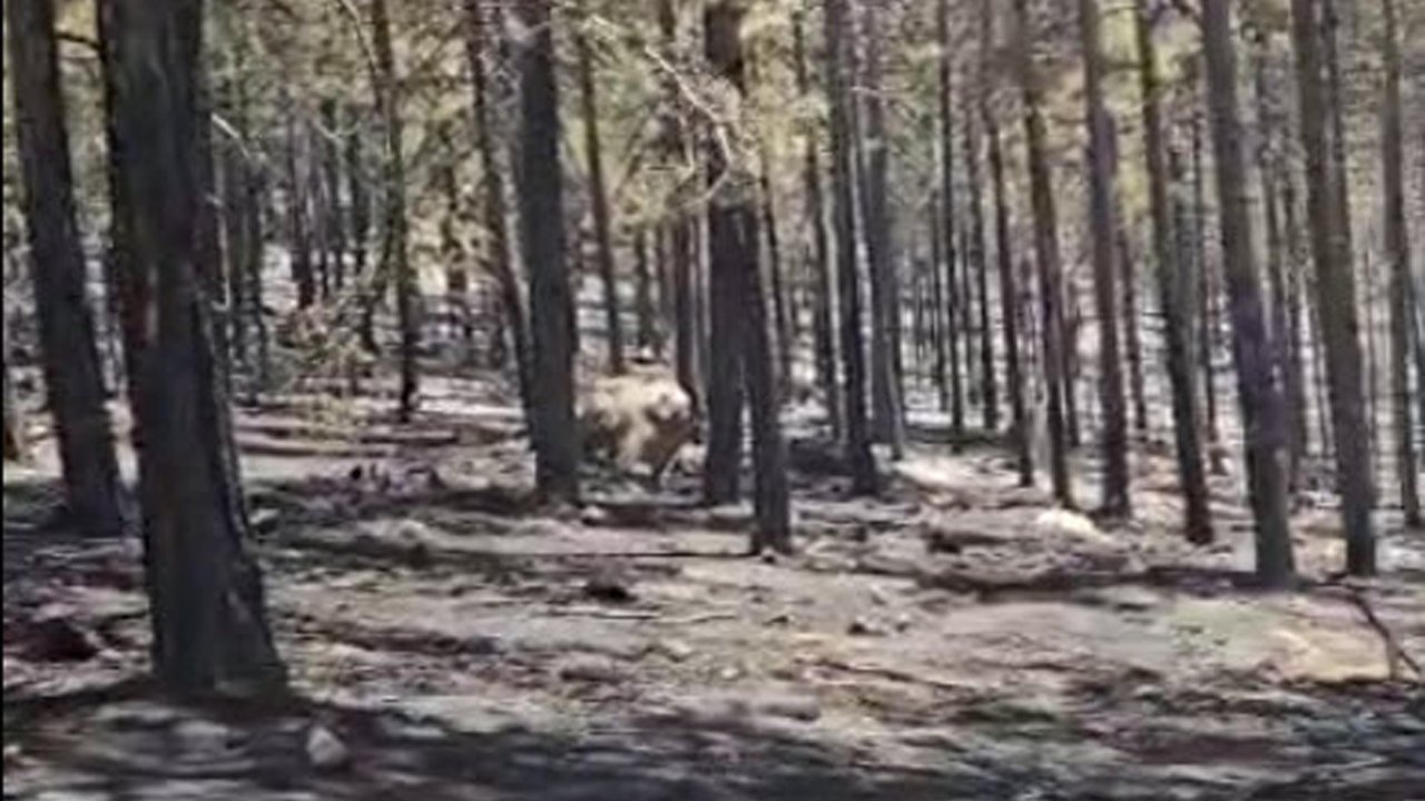Balıkesir'deki orman yangını kontrol altına alındı