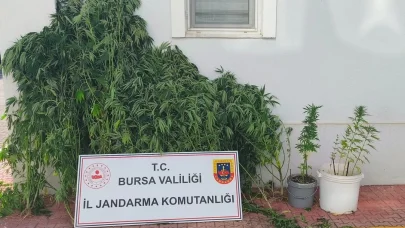 Bursa’da uyuşturucu operasyonu: 56 kök kenevir ele geçirildi