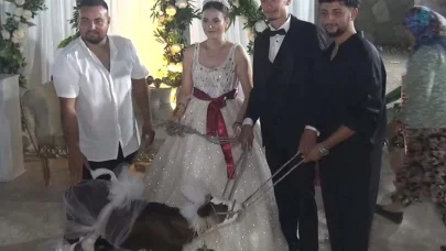 Çanakkale’de gelin ve damada buzağı hediye edildi