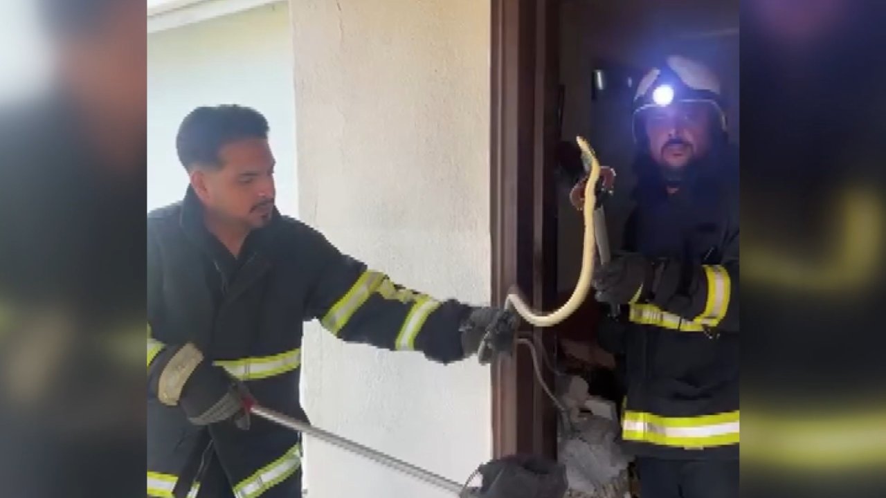 Eve giren yılan itfaiye görevlileri yakalayıp, doğaya saldı
