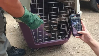 Kırklareli’de yaralı bulunan şahin, koruma altına alındı