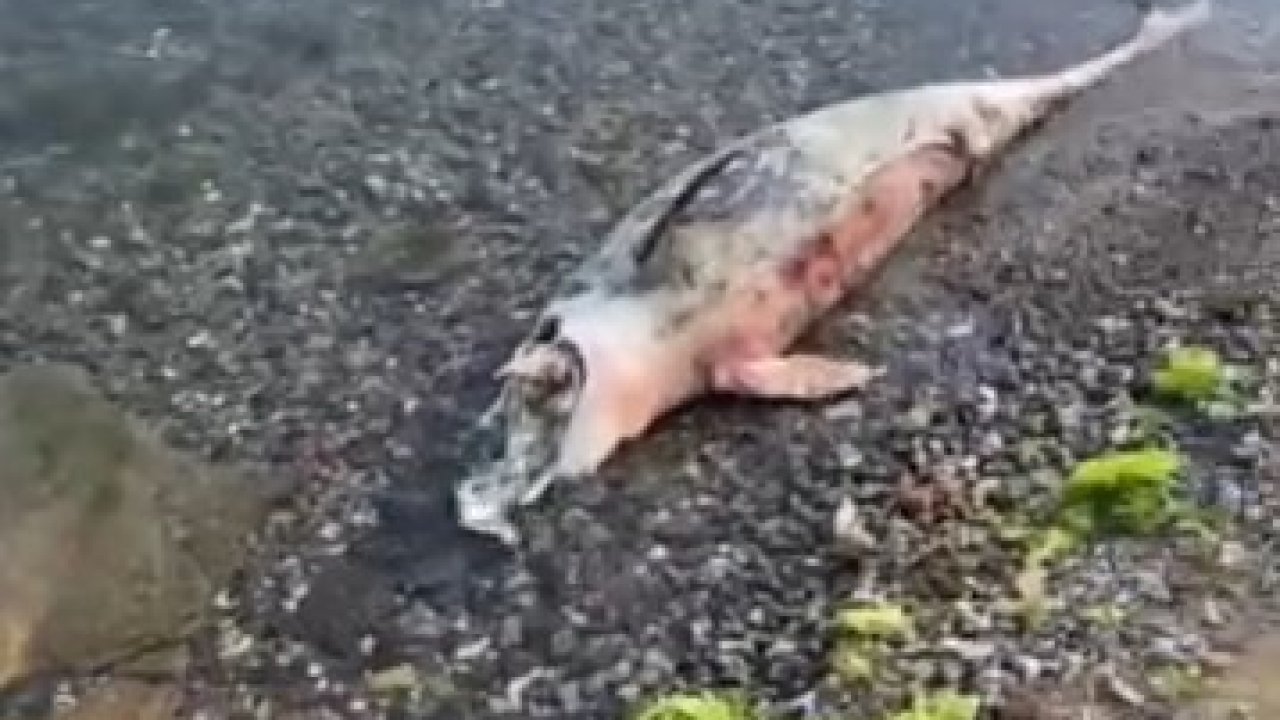 Kocaeli’de ölü yunus balığı kıyıya vurdu
